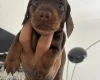 Dachshund (Miniature Smooth Haired)