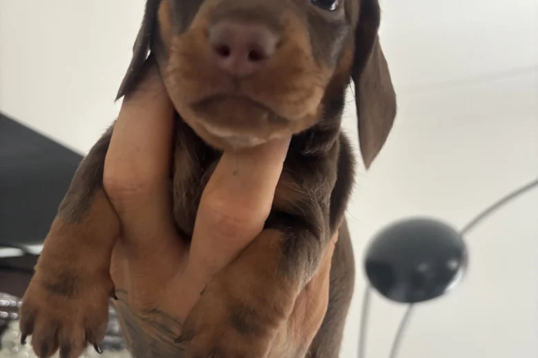 Dachshund (Miniature Smooth Haired)