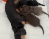 Dachshund (Miniature Smooth Haired)
