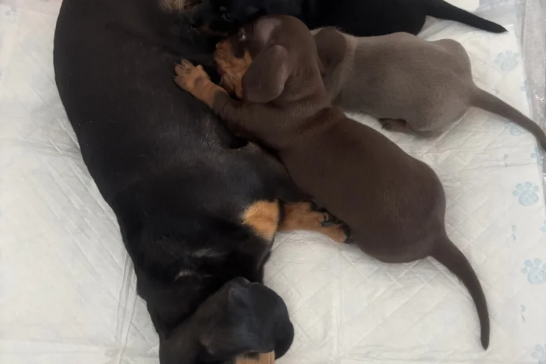 Dachshund (Miniature Smooth Haired)