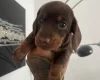 Dachshund (Miniature Smooth Haired)