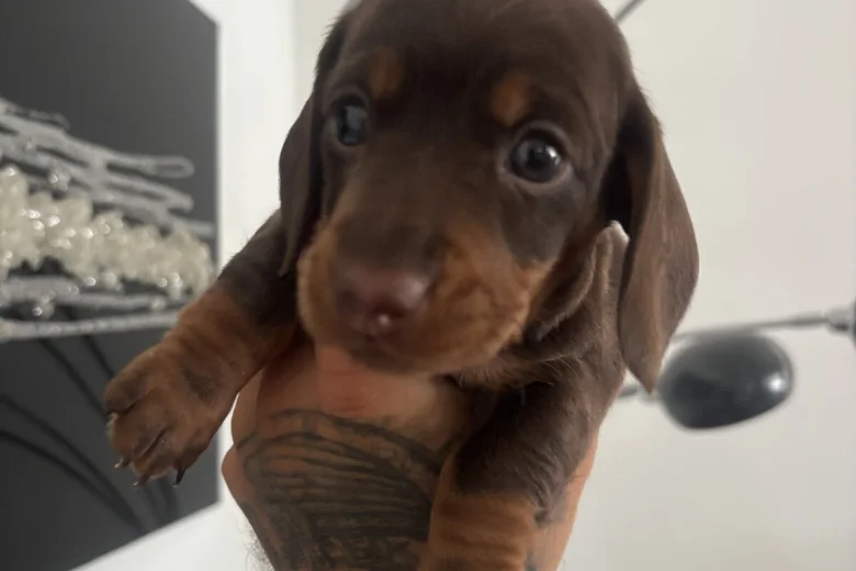 Dachshund (Miniature Smooth Haired)