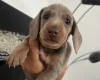 Dachshund (Miniature Smooth Haired)