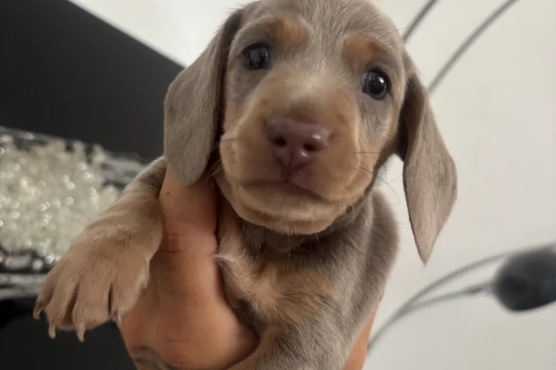 Dachshund (Miniature Smooth Haired)
