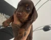 Dachshund (Miniature Smooth Haired)