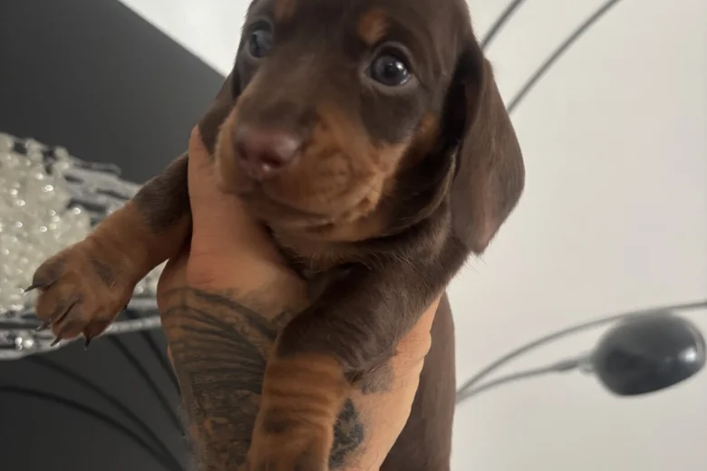 Dachshund (Miniature Smooth Haired)