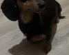 Dachshund (Miniature Smooth Haired)