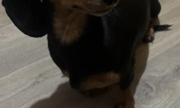 Dachshund (Miniature Smooth Haired)