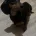 Dachshund (Miniature Smooth Haired)