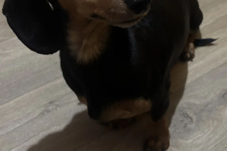 Dachshund (Miniature Smooth Haired)