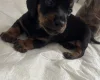 Dachshund (Miniature Smooth Haired)