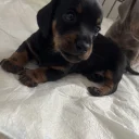 Dachshund (Miniature Smooth Haired)