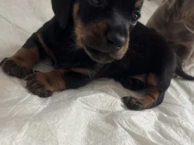 Dachshund (Miniature Smooth Haired)