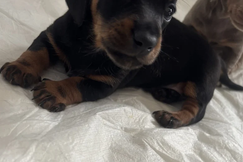 Dachshund (Miniature Smooth Haired)