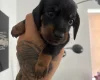 Dachshund (Miniature Smooth Haired)