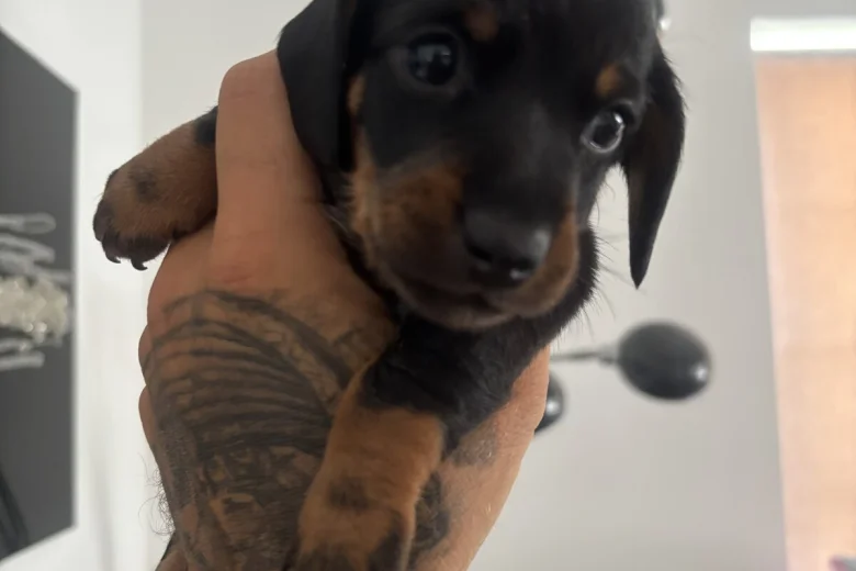 Dachshund (Miniature Smooth Haired)