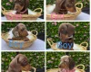 Dachshund (Miniature Smooth Haired)