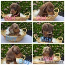 Dachshund (Miniature Smooth Haired)