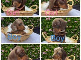 Dachshund (Miniature Smooth Haired)