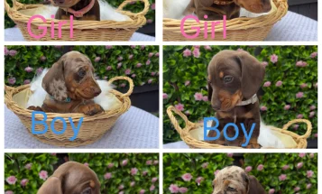 Dachshund (Miniature Smooth Haired)