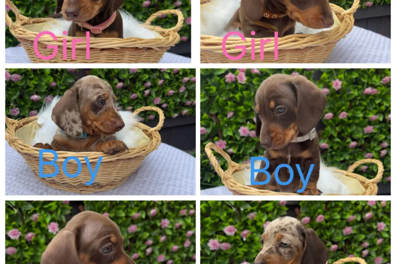 Dachshund (Miniature Smooth Haired)