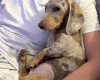 Dachshund (Miniature Smooth Haired)