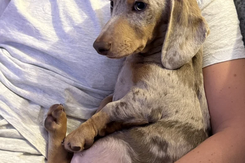 Dachshund (Miniature Smooth Haired)