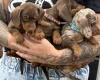Dachshund (Miniature Smooth Haired)