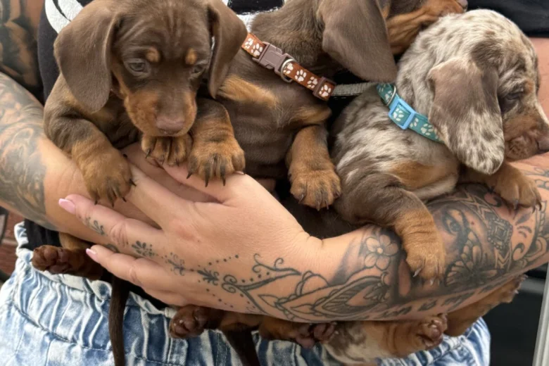 Dachshund (Miniature Smooth Haired)