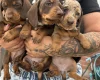 Dachshund (Miniature Smooth Haired)
