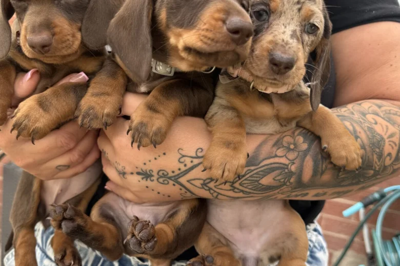 Dachshund (Miniature Smooth Haired)