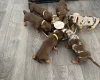 Dachshund (Miniature Smooth Haired)