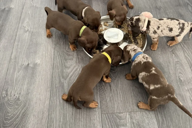 Dachshund (Miniature Smooth Haired)