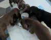 Dachshund (Miniature Smooth Haired)