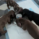 Dachshund (Miniature Smooth Haired)