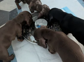 Dachshund (Miniature Smooth Haired)