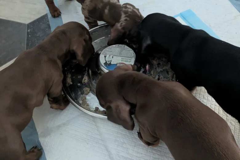 Dachshund (Miniature Smooth Haired)