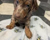 Dachshund (Miniature Smooth Haired)