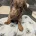 Dachshund (Miniature Smooth Haired)