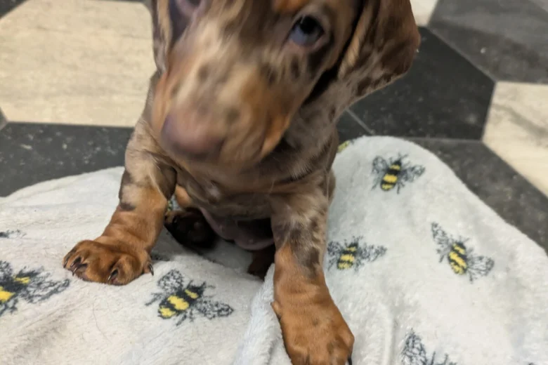 Dachshund (Miniature Smooth Haired)