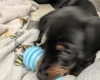 Dachshund (Miniature Smooth Haired)