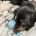 Dachshund (Miniature Smooth Haired)