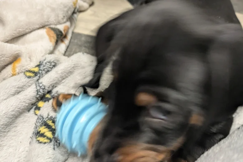 Dachshund (Miniature Smooth Haired)