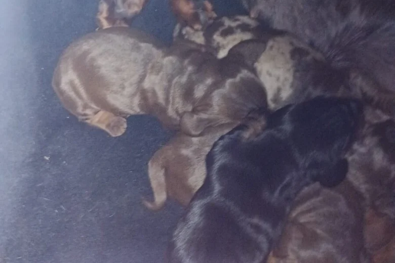 Dachshund (Miniature Smooth Haired)