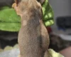 Dachshund (Miniature Smooth Haired)