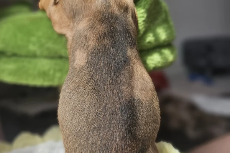 Dachshund (Miniature Smooth Haired)