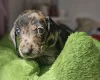 Dachshund (Miniature Smooth Haired)