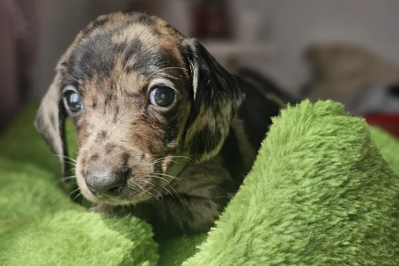 Dachshund (Miniature Smooth Haired)