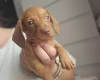 Dachshund (Miniature Smooth Haired)