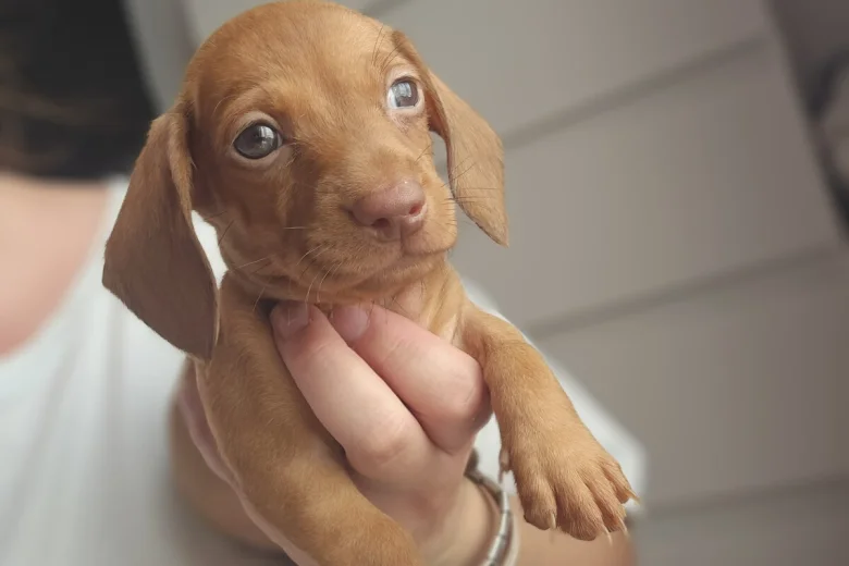 Dachshund (Miniature Smooth Haired)
